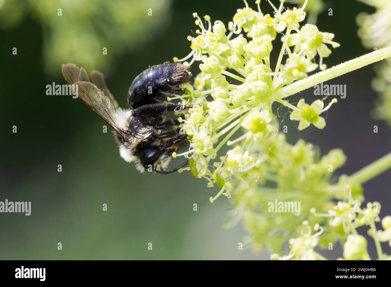 Graue Sandbiene, Aschgraue Sandbiene, Düstere Sandbiene, Grauschwarze Düstersandbiene, Düstersandbiene, Düster-Sandbiene, Sandbiene, Weibchen, Andrena Foto Stock