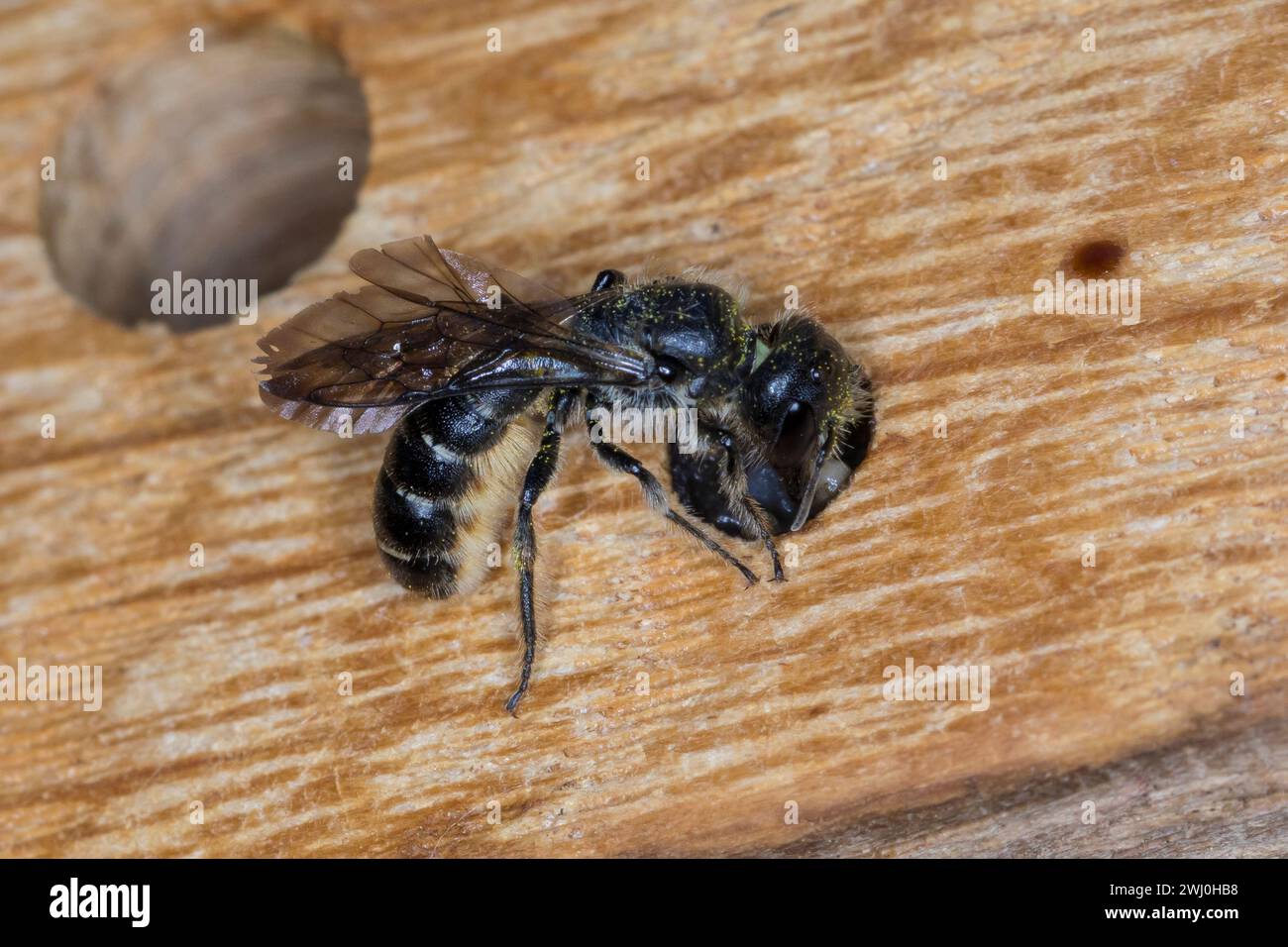 Hahnenfuß-Scherenbiene, Hahnenfuss-Scherenbiene, Scherenbiene, Scherenbienen, Weibchen, Am Nest, verschließt Neströhre, Niströhre, Chelostoma florisom Foto Stock