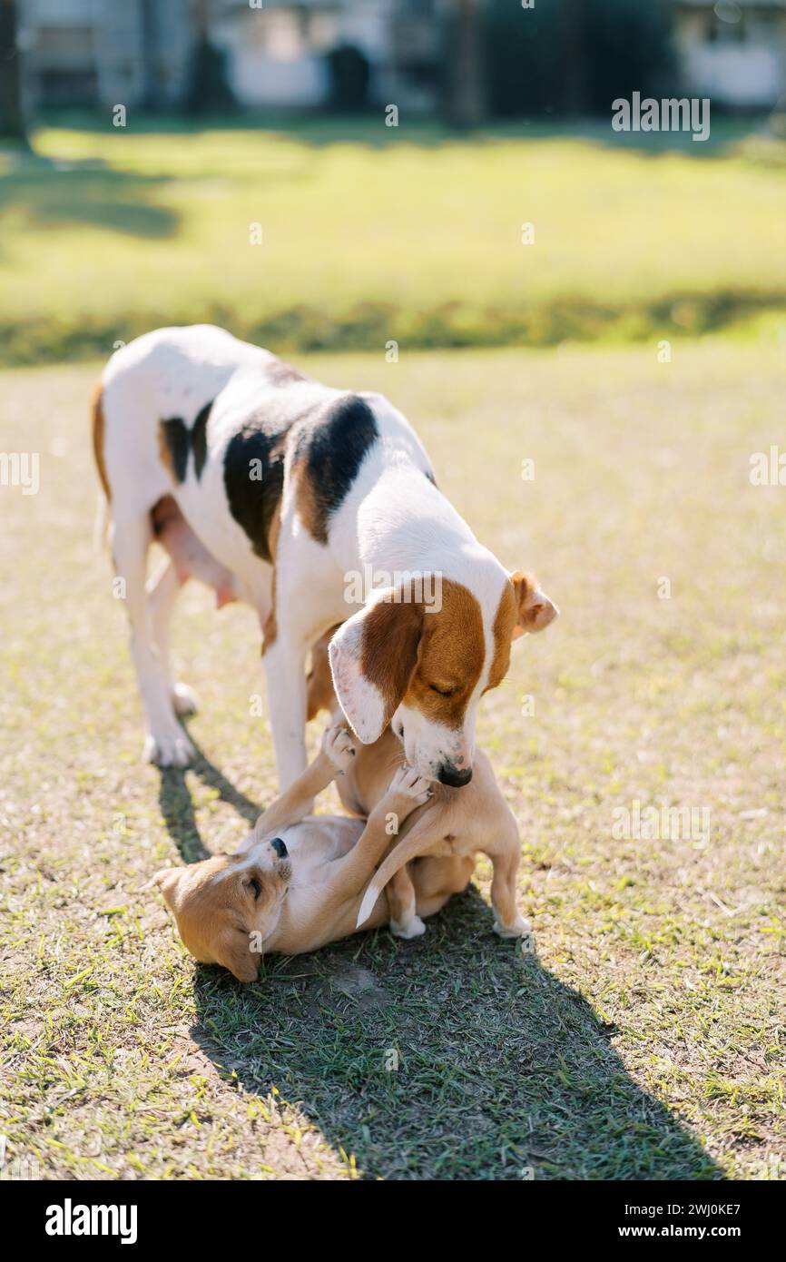 Cane che gioca con i suoi cuccioli sul prato verde Foto Stock