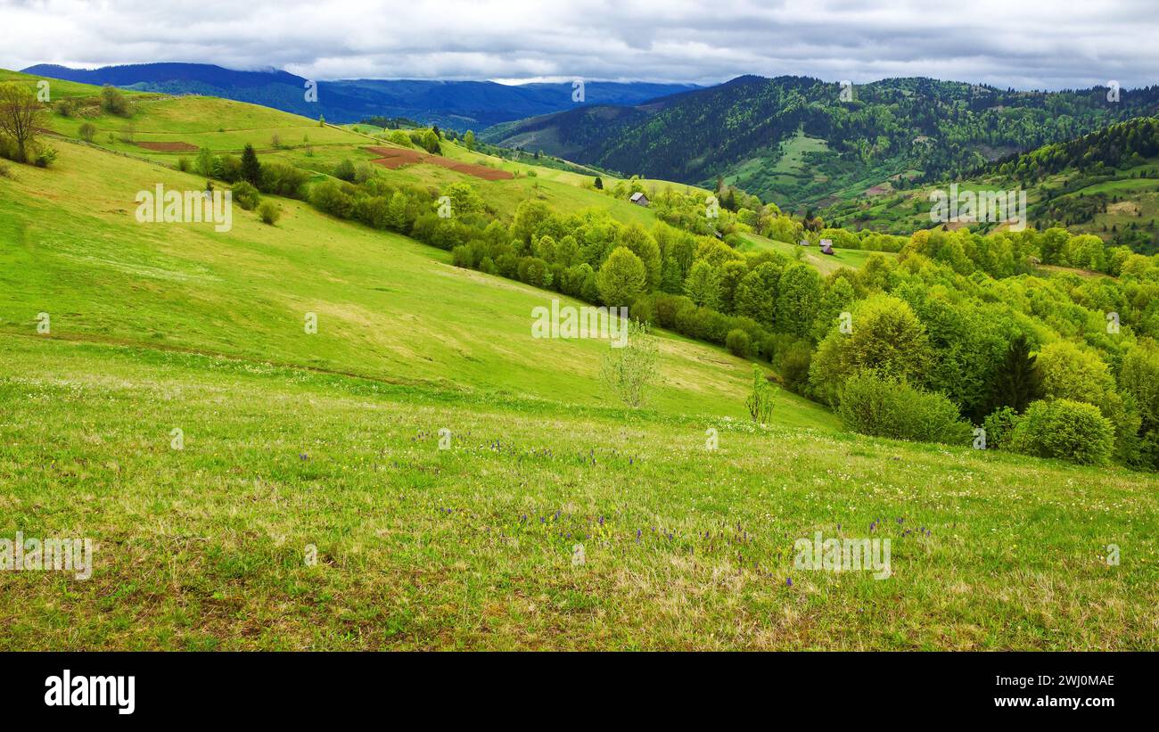 paesaggio della campagna dei carpazi in primavera. paesaggio alpino con prati erbosi e colline boscose in una giornata coperta. area rurale montana di trasc Foto Stock