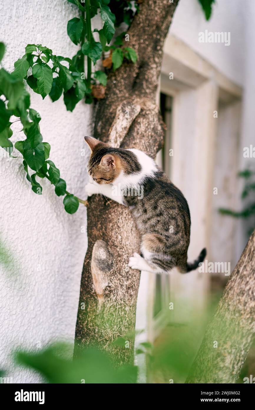 Il gatto a strisce siede su un albero vicino al muro della casa Foto Stock