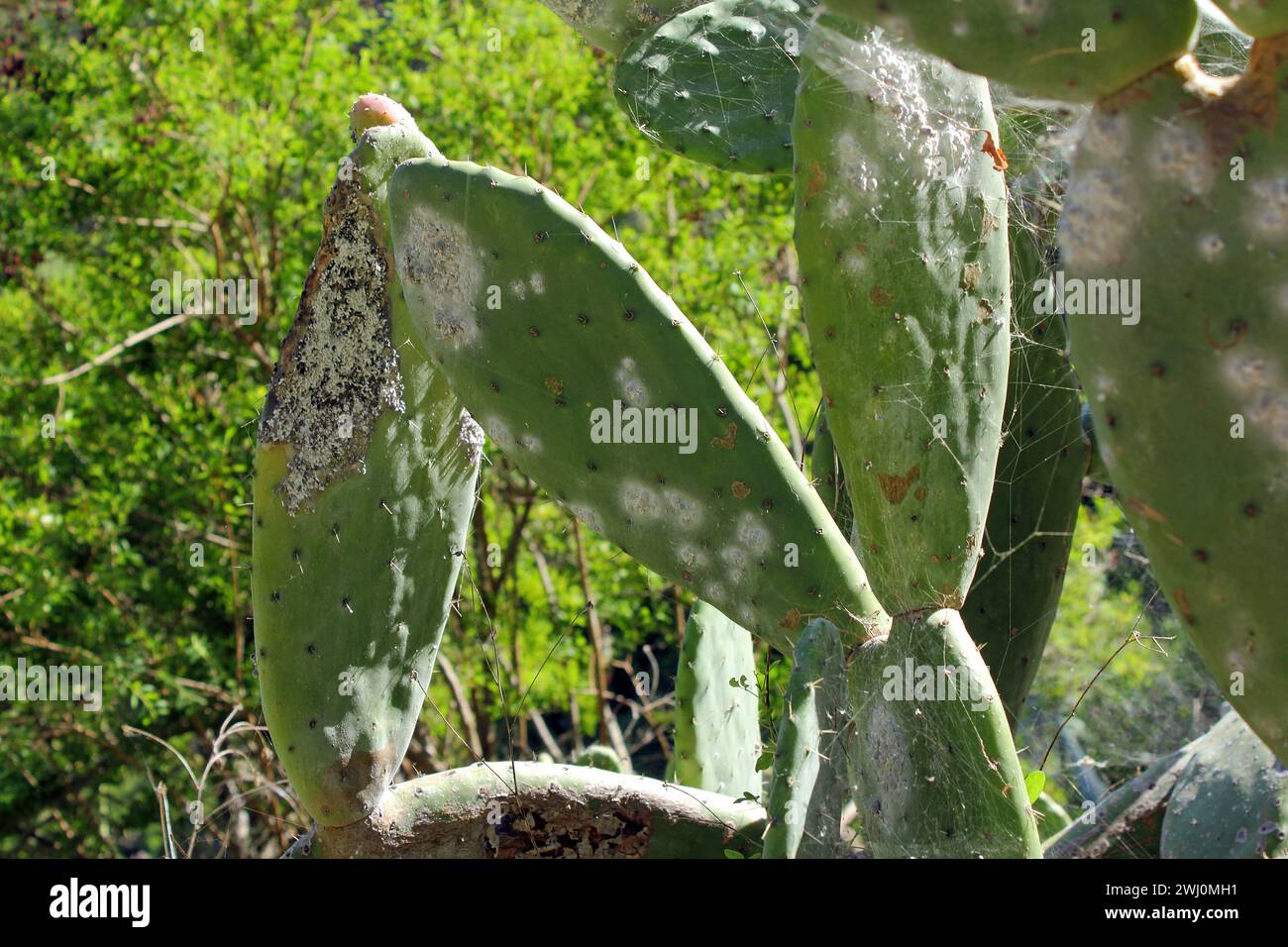 Scala cocciniana di Opuntia (Dactylopius coccus) sulla foglia di Opunitie (Opuntia), Gran Canaria, Isole Canarie, Spagna. Foto Stock