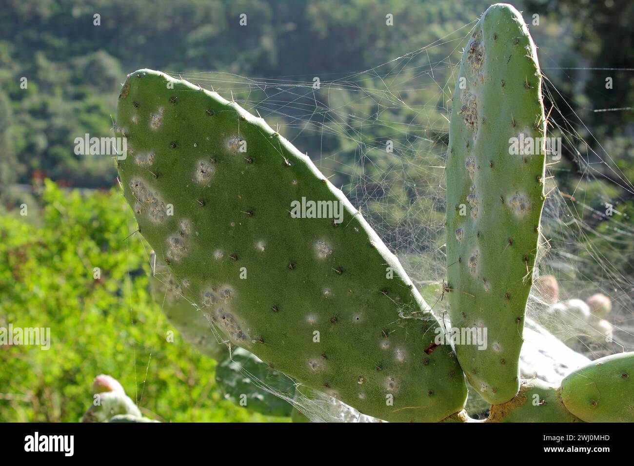 Scala cocciniana di Opuntia (Dactylopius coccus) sulla foglia di Opunitie (Opuntia), Gran Canaria, Isole Canarie, Spagna. Foto Stock