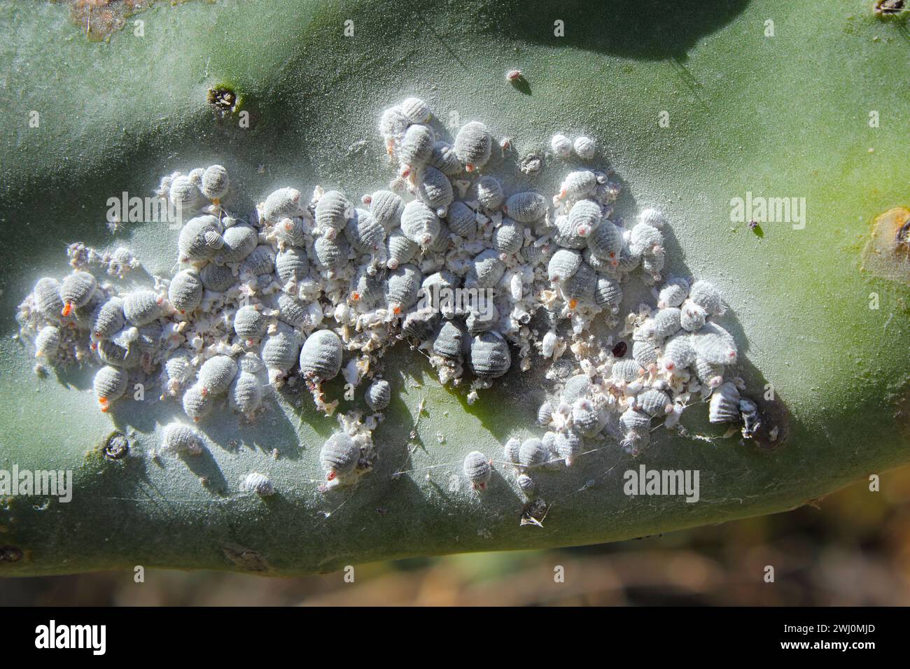 Scala cocciniana di Opuntia (Dactylopius coccus) sulla foglia di Opunitie (Opuntia), Gran Canaria, Isole Canarie, Spagna. Foto Stock