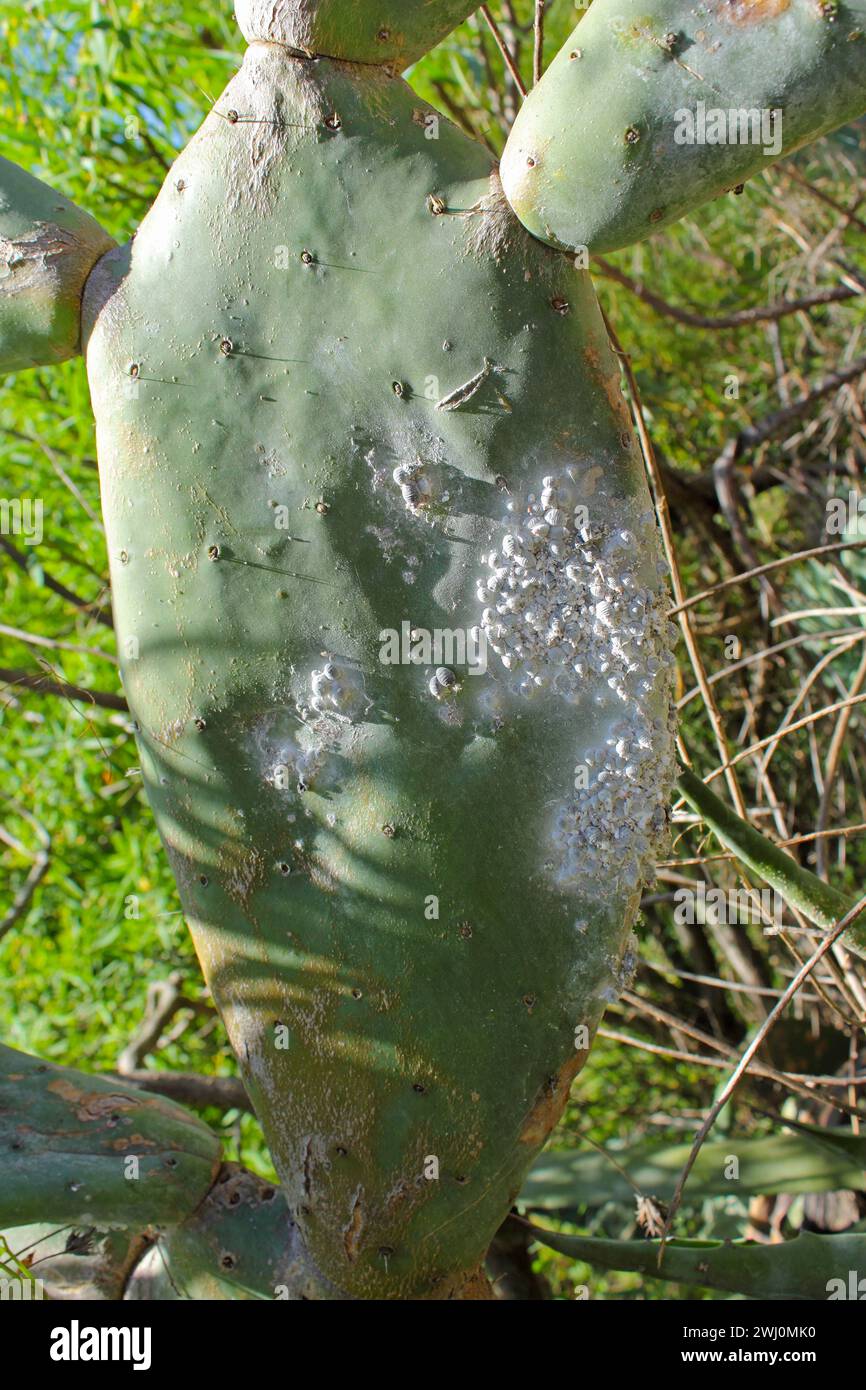 Scala cocciniana di Opuntia (Dactylopius coccus) sulla foglia di Opunitie (Opuntia), Gran Canaria, Isole Canarie, Spagna. Foto Stock