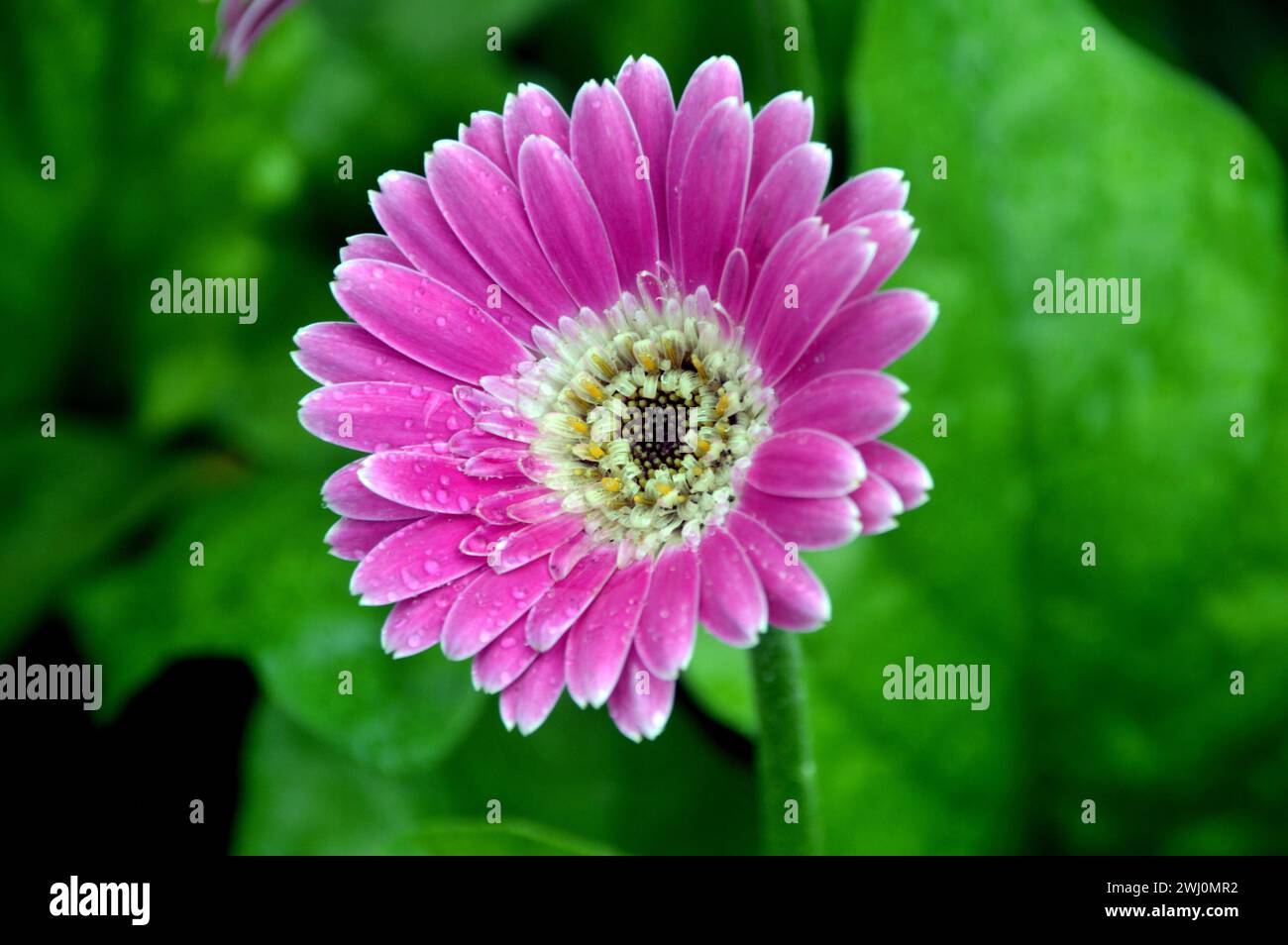 Single Pink Gerbera Garvinea Sweet Surprise (Garsurprise) Flower Grown in a Border at RHS Garden Harlow Carr, Harrogate, Yorkshire, Inghilterra, Regno Unito. Foto Stock