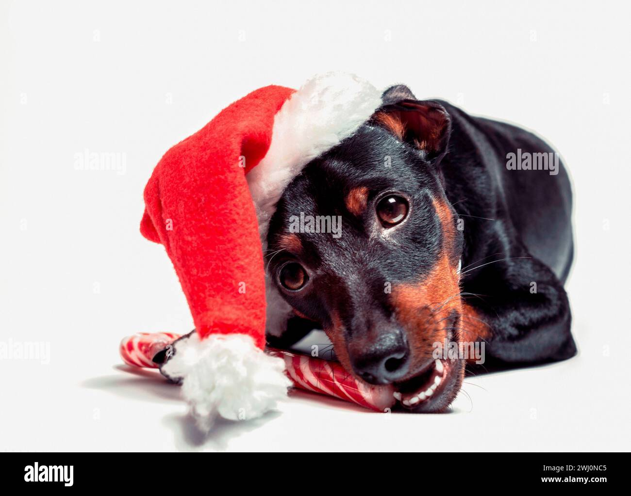 Cucciolo pinscher in miniatura con un cappello di babbo natale rosso su una canna caramella su sfondo bianco Foto Stock