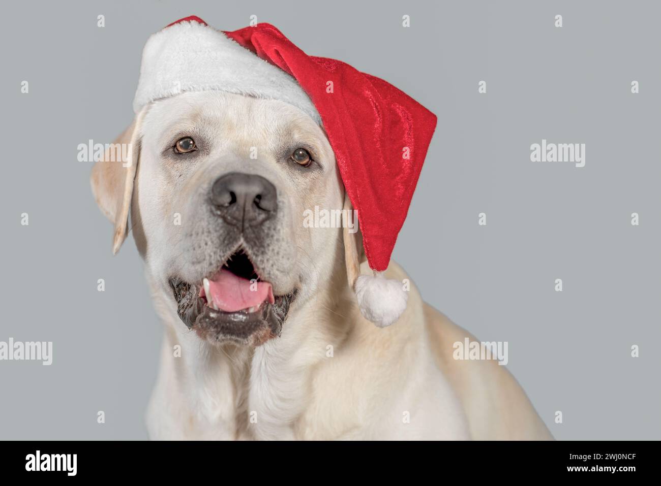 labrador Fawn in un cappello di Santa su uno sfondo grigio Foto Stock