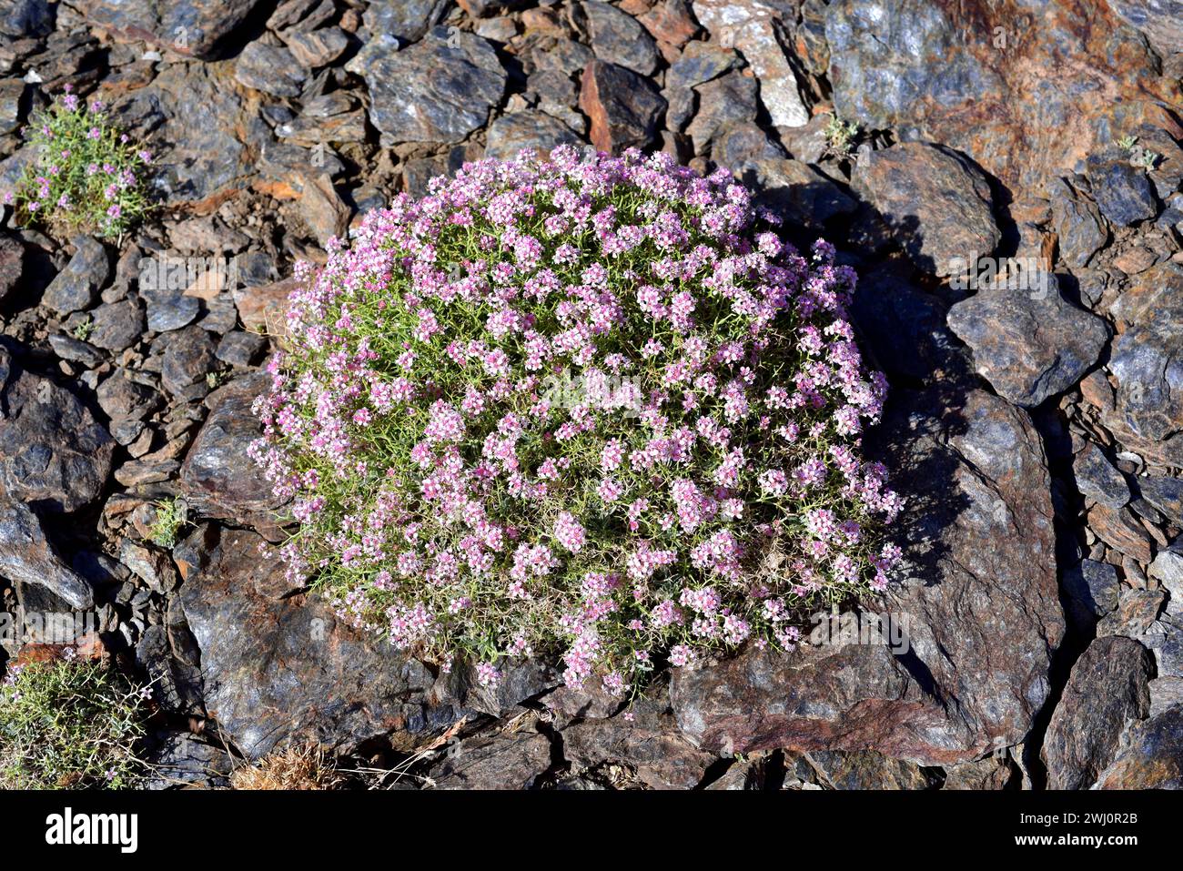 Rascaculos (Hormathophylla spinosa, Alyssum spinosum o Ptilotrichum spinosum) è una pianta a forma di cuscino spinoso originaria del bacino del Mediterraneo occidentale. Foto Stock