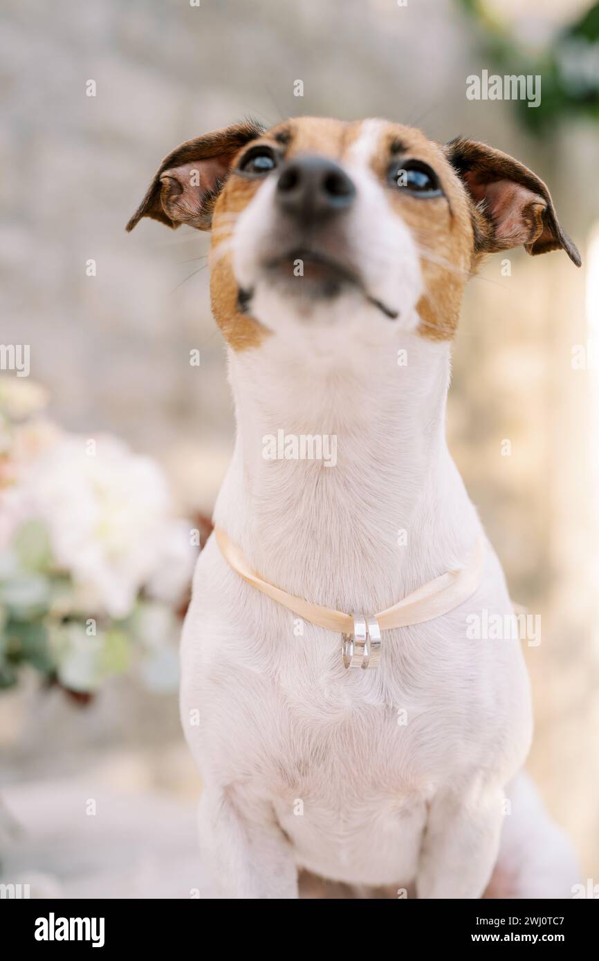 Piccolo cane siede con le fedi nuziali su un nastro intorno al collo e guarda in alto Foto Stock