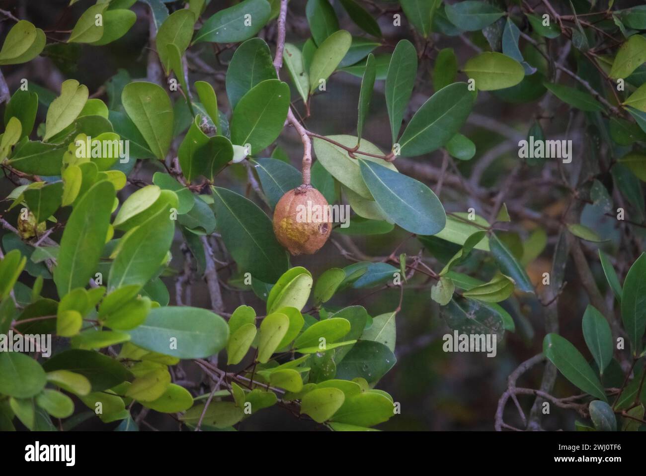 Piante di mangrovie, radici, Epiphyte, Bhitarkanika, mangrovie, Odisha, India Foto Stock