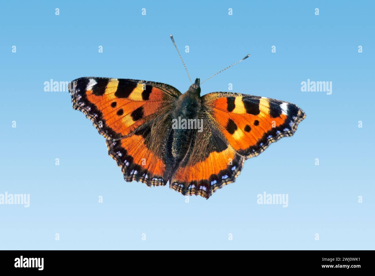 Butterfly, piccola tartaruga Foto Stock