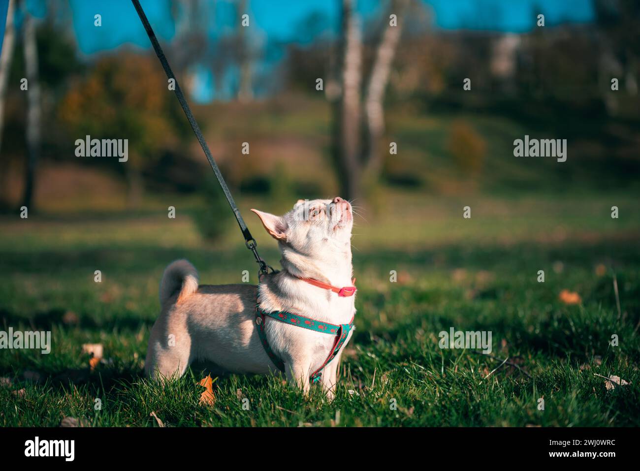 Piccolo chihuahua che cammina su un guinzaglio di pelle nera guardando in un parco autunnale la sera al tramonto di una giornata di sole Foto Stock