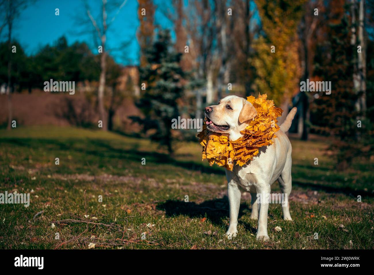 Autunno un cane Labrador adulto di colore fawn sorridente con una corona di foglie d'acero giallo intorno al collo Foto Stock