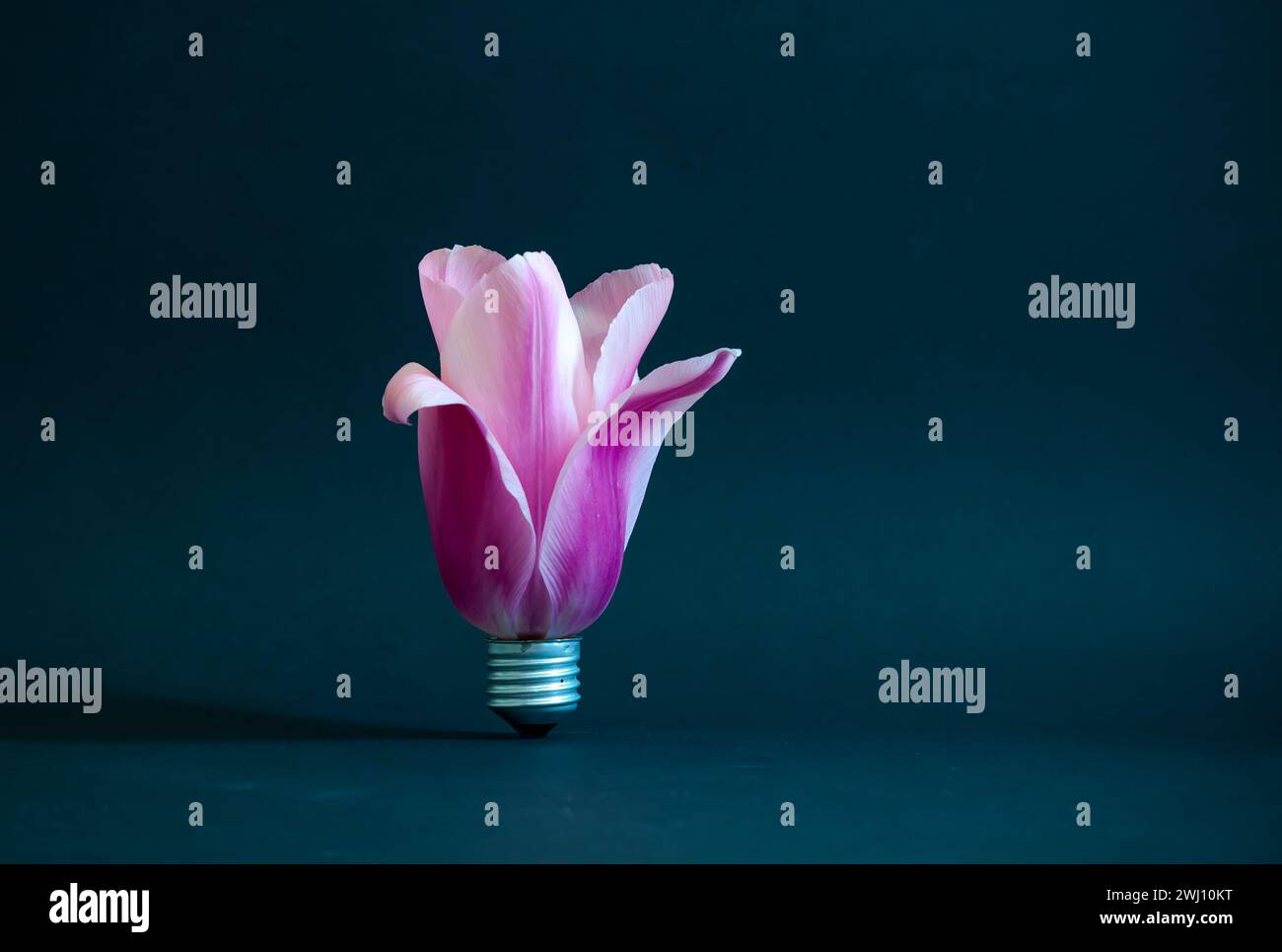 Tulipano rosa nella lampadina. Arte creativa astratta di una bellissima pianta fioritura di tulipano rosa Foto Stock