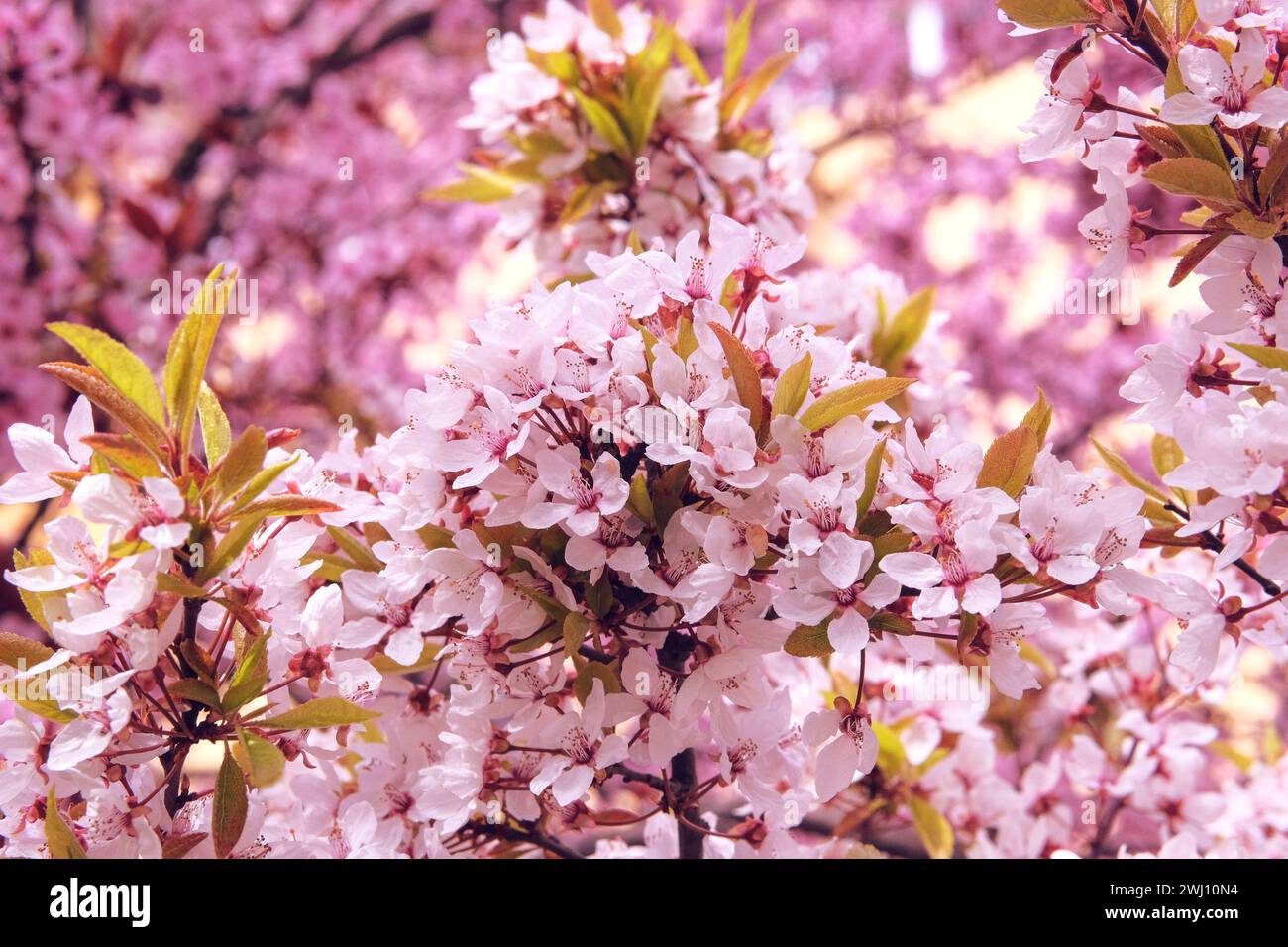 Fiori di ciliegio che fioriscono con petali bianchi luminosi. Sfondo naturale sfocato in primavera. Colore rosa. Giardini e decorazioni nella stagione primaverile. Bloom Foto Stock