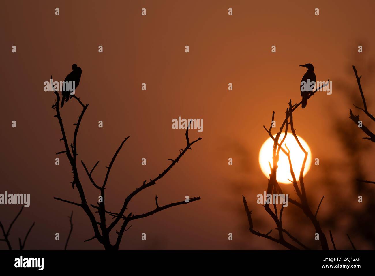 Cicogna dipinta, micteria leucocephala, tramonto, Keoladeo Ghana National Park, Bharatpur, Rajasthan, India Foto Stock