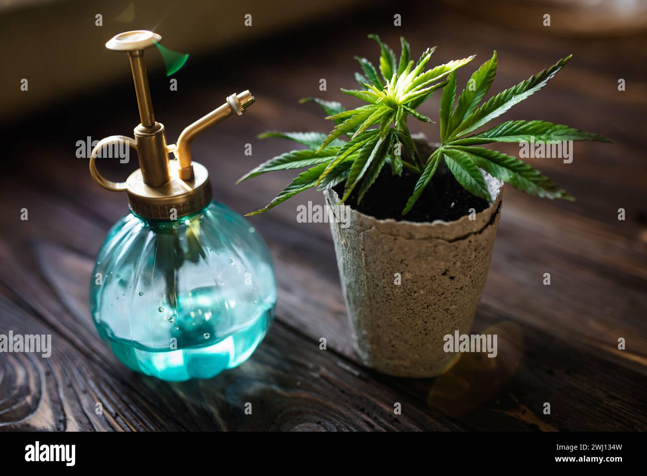 Coltivare canapa a casa in vasi di materiali riciclabili. Germogli di canapa primaverile giovane con le prime foglie di marijuana medicinale Foto Stock