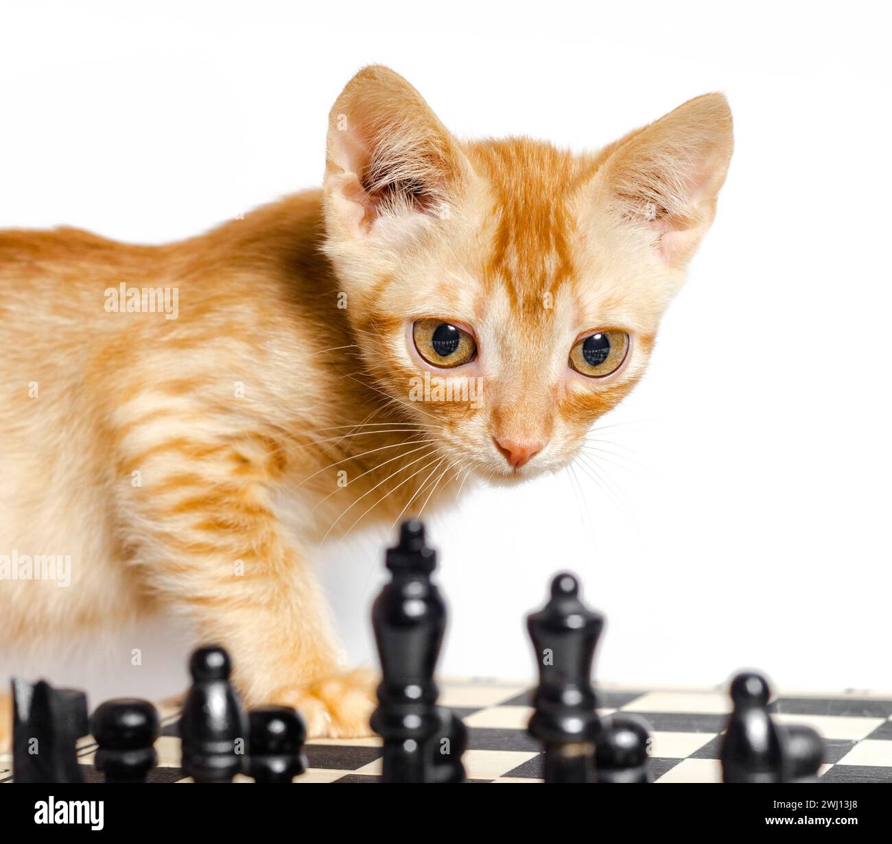 La Magia &egrave; Qui! - Bicycle - Mazzo Dorso Bianco/faccia Regolare