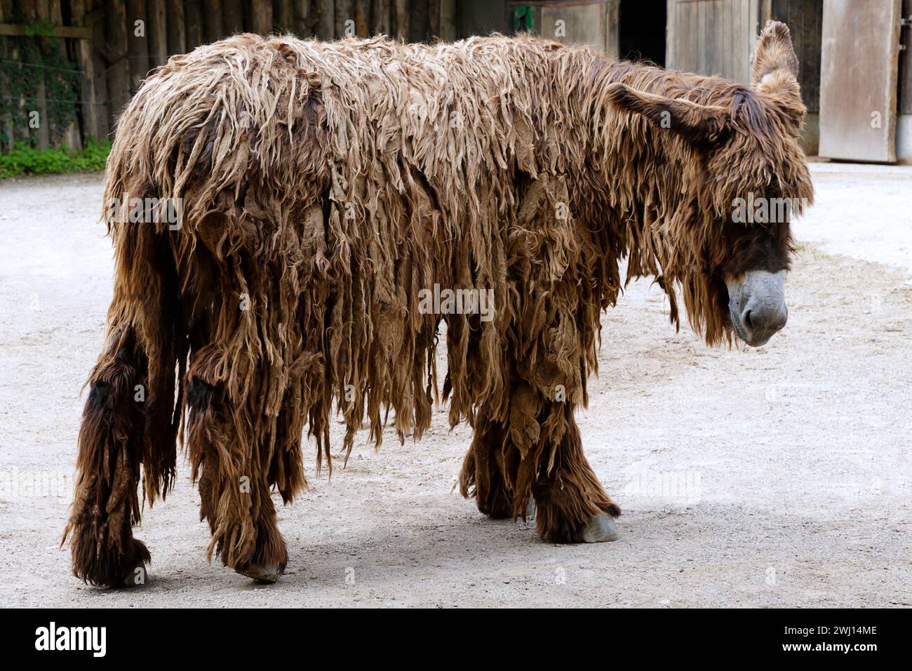 Primo piano di un asino Poitou (Equus asinus), Francia Foto Stock