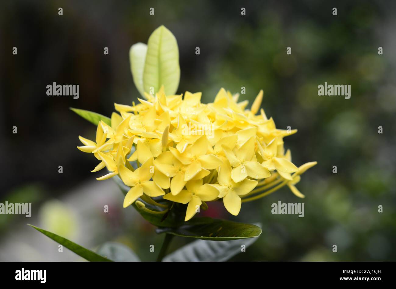 I fiori gialli che fioriscono e sono freschi sono molto affascinanti e piacevoli per gli occhi Foto Stock