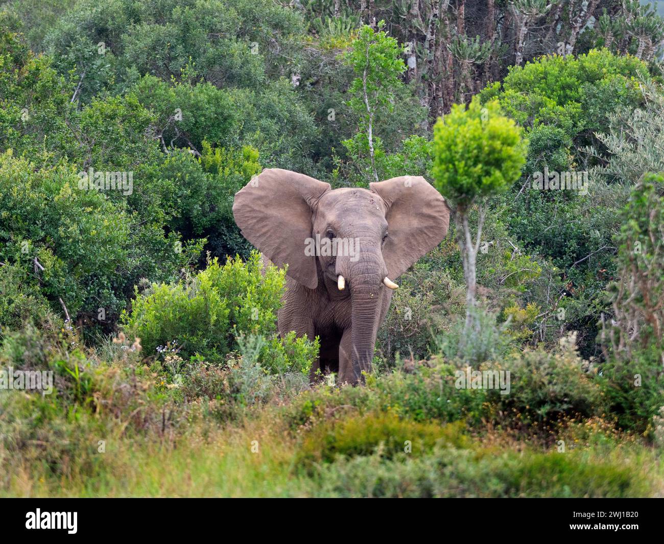 Elefante africano Loxodonta africana Capo del Sudafrica Foto Stock
