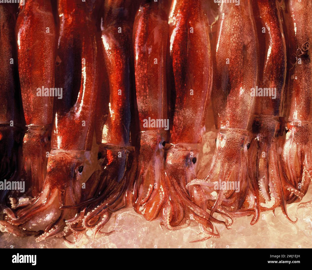 Corea del Sud. Specialità di pesce. Calamari appena pescati dalla costa sud-orientale. Foto Stock