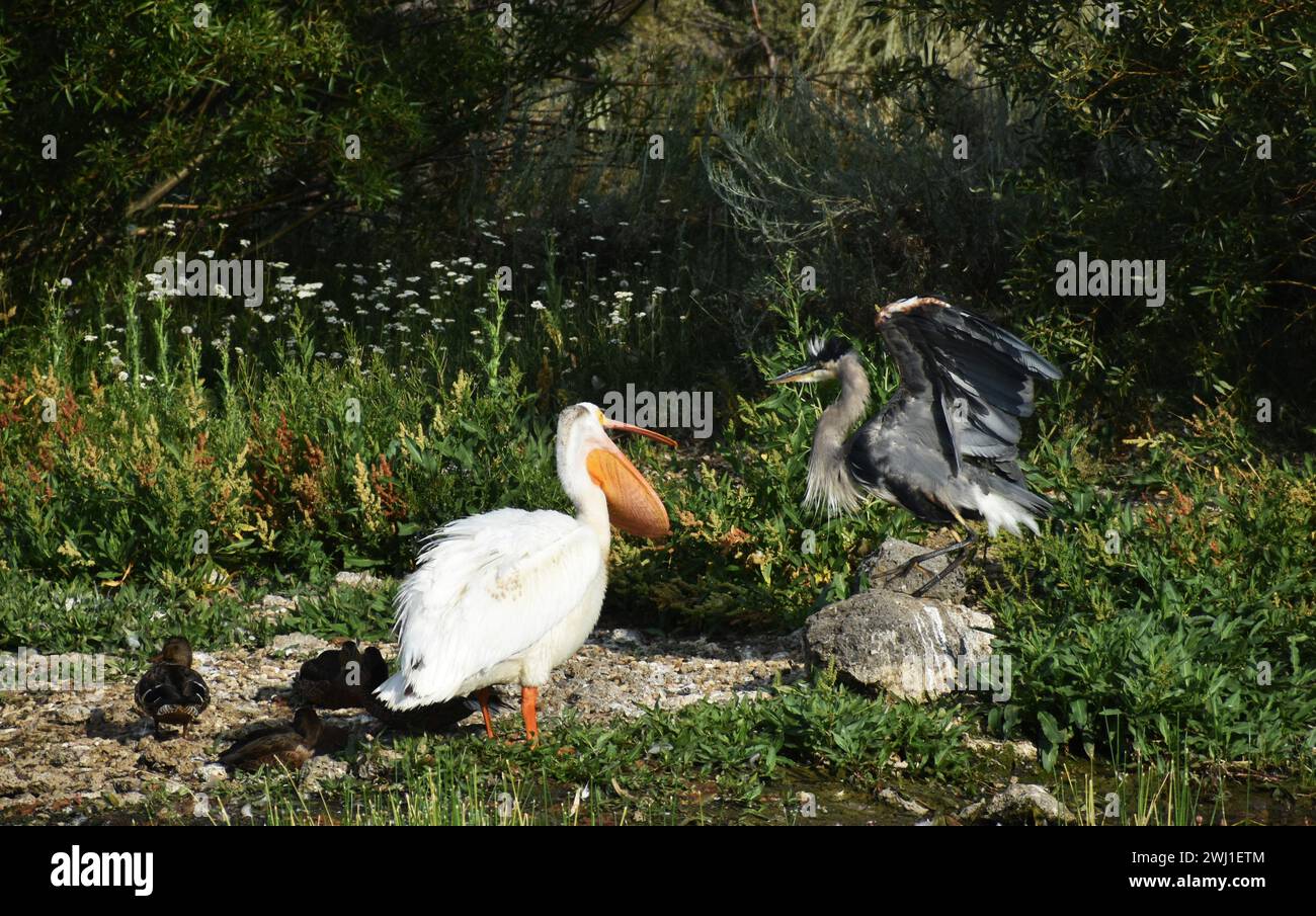 Due maestosi uccelli in piedi fianco a fianco su una lussureggiante erba verde Foto Stock