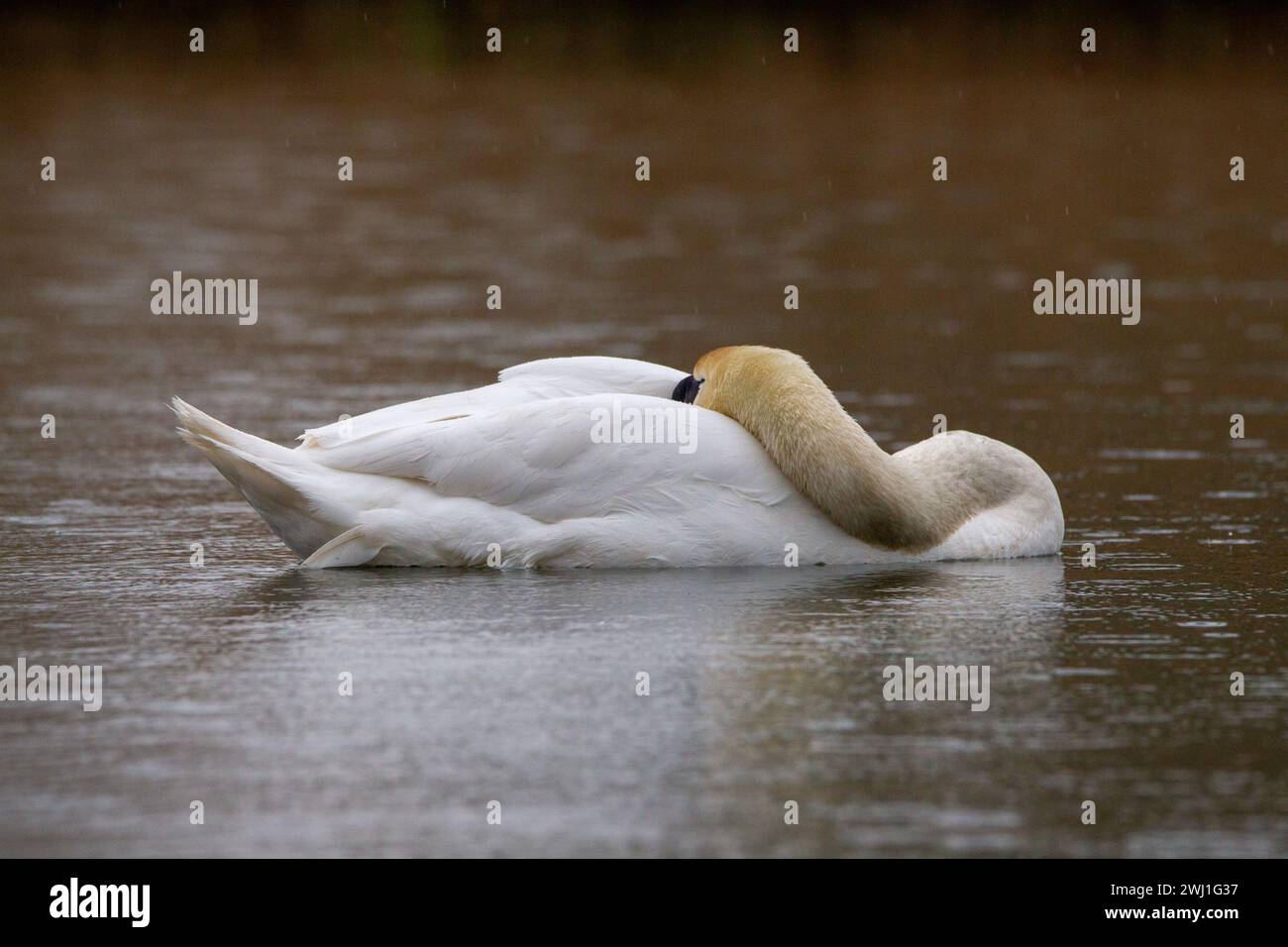 Cigno che nuota su un lago sotto la pioggia. Il cigno muto, Cygnus olor Foto Stock