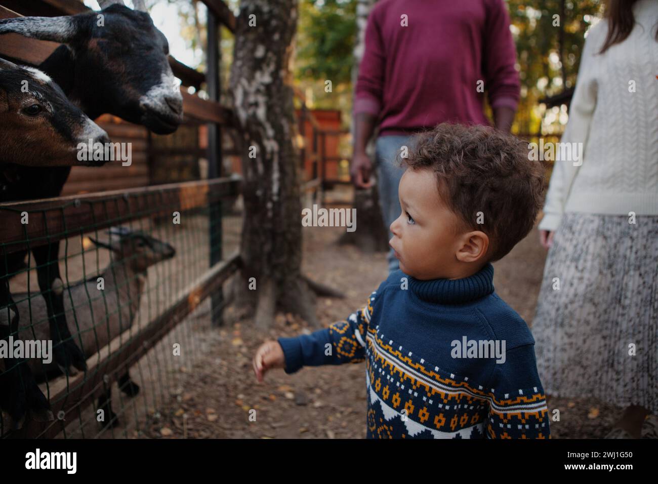 Un bambino piccolo in maglione guarda le capre animali in fattoria o zoo. Foto Stock