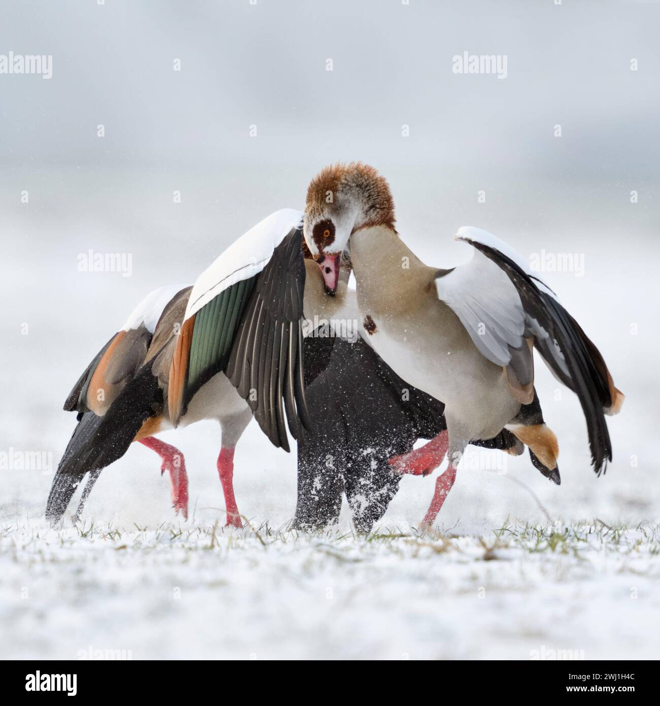 Oche egiziane (Alopochen aegyptiacus) in inverno, neve, lotta aggressiva, lotta dura, lotta, lotta, fauna selvatica, Europa. Foto Stock