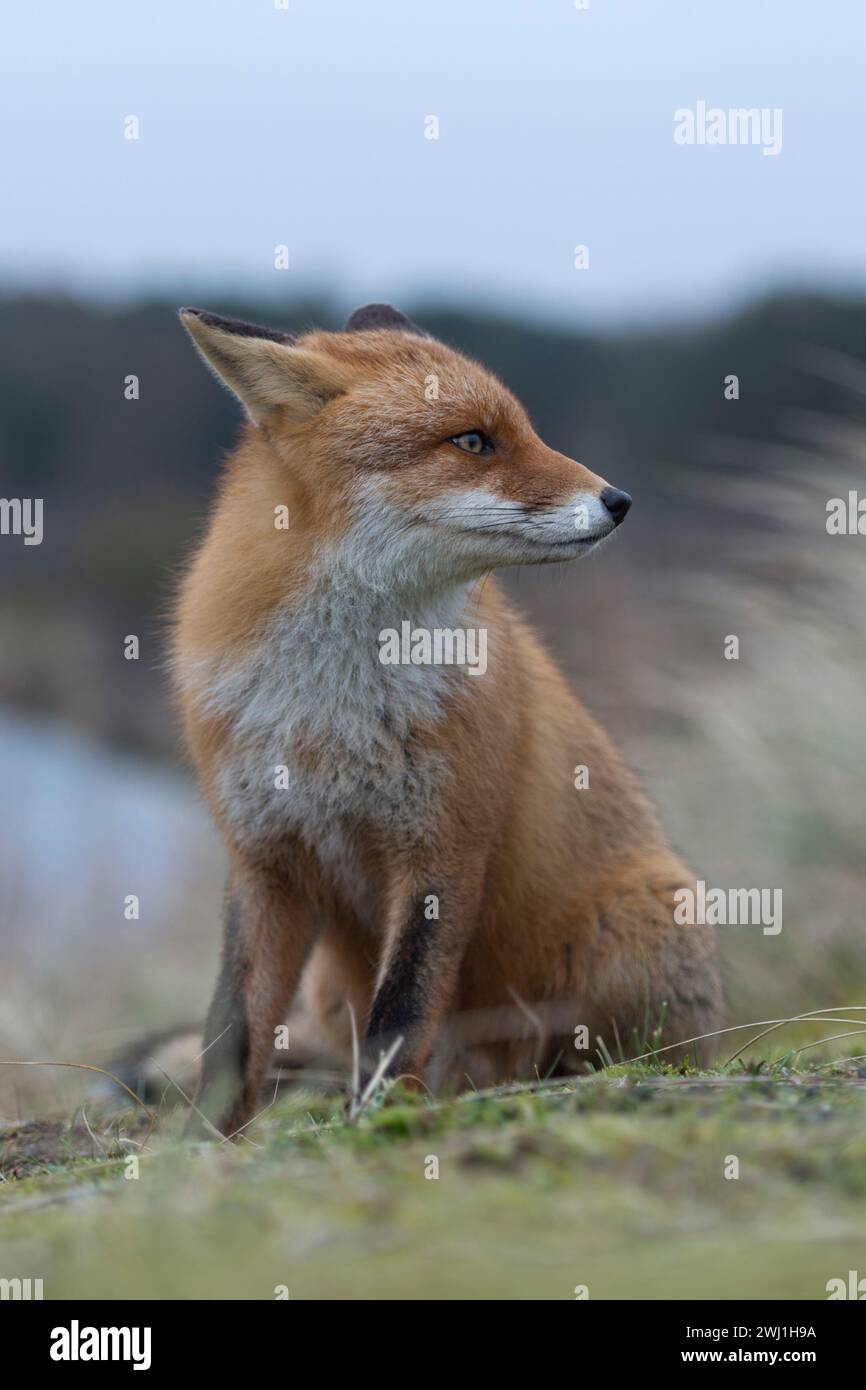 Volpe Rossa ( Vulpes vulpes ) adulti , in un ambiente tipico, seduto sulla cima di una piccola collina, guarda attentamente, le orecchie rilassate, divertenti, faunistiche, Europ Foto Stock