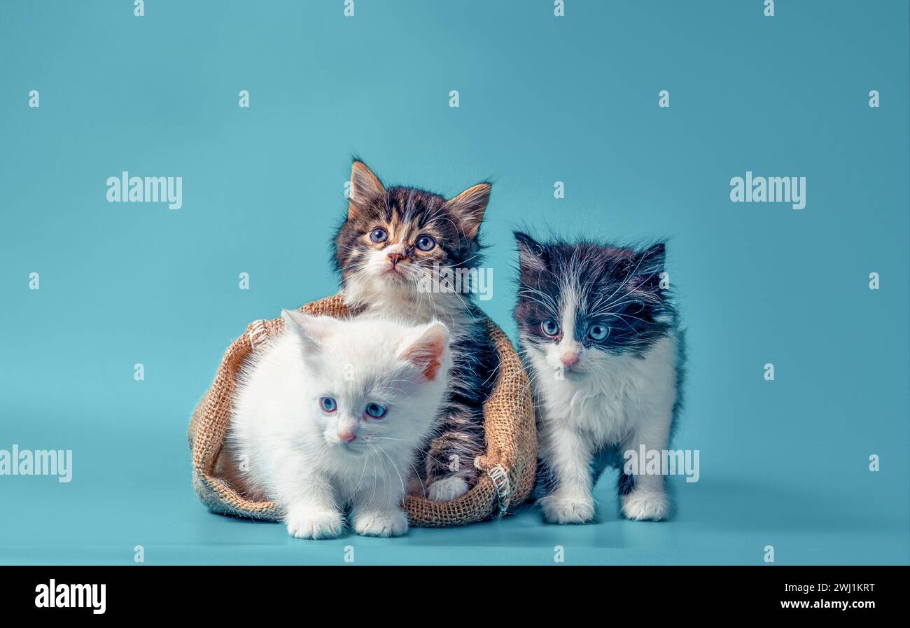 Due gattini in un sacco e uno accanto alla borsa su sfondo turchese Foto Stock