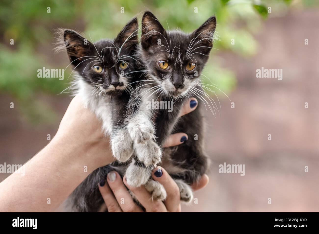 Due gattini bianchi e neri in mani umane Foto Stock