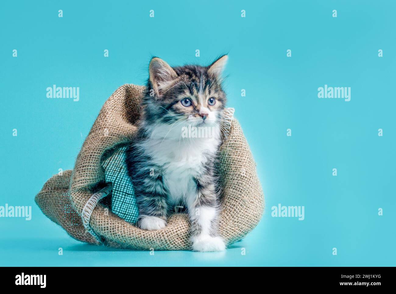 Tabby gattino esce dal sacco su uno sfondo turchese Foto Stock