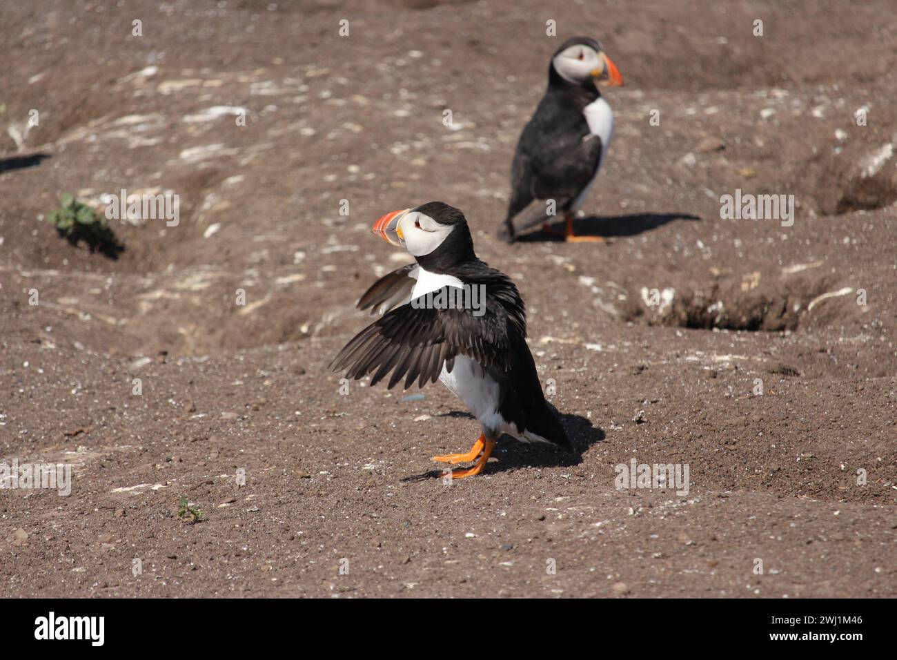 La farina sbatte le ali sulla farina interna Foto Stock