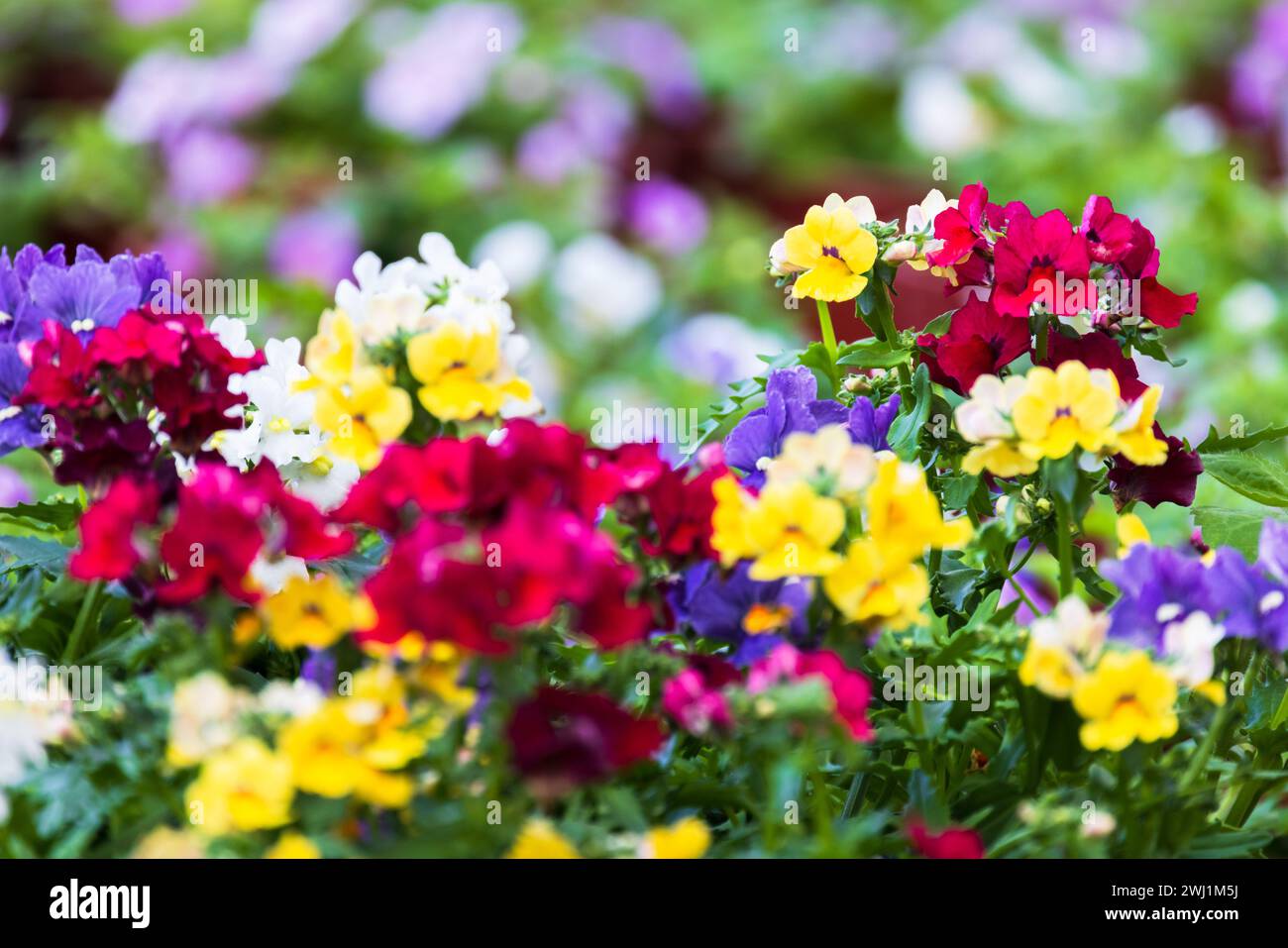 Fiori colorati e luminosi crescono in un giardino in una giornata di sole. Nemesia. È un genere di annualità, perenni e sottoarbusti che sono nativi delle coste sabbiose Foto Stock