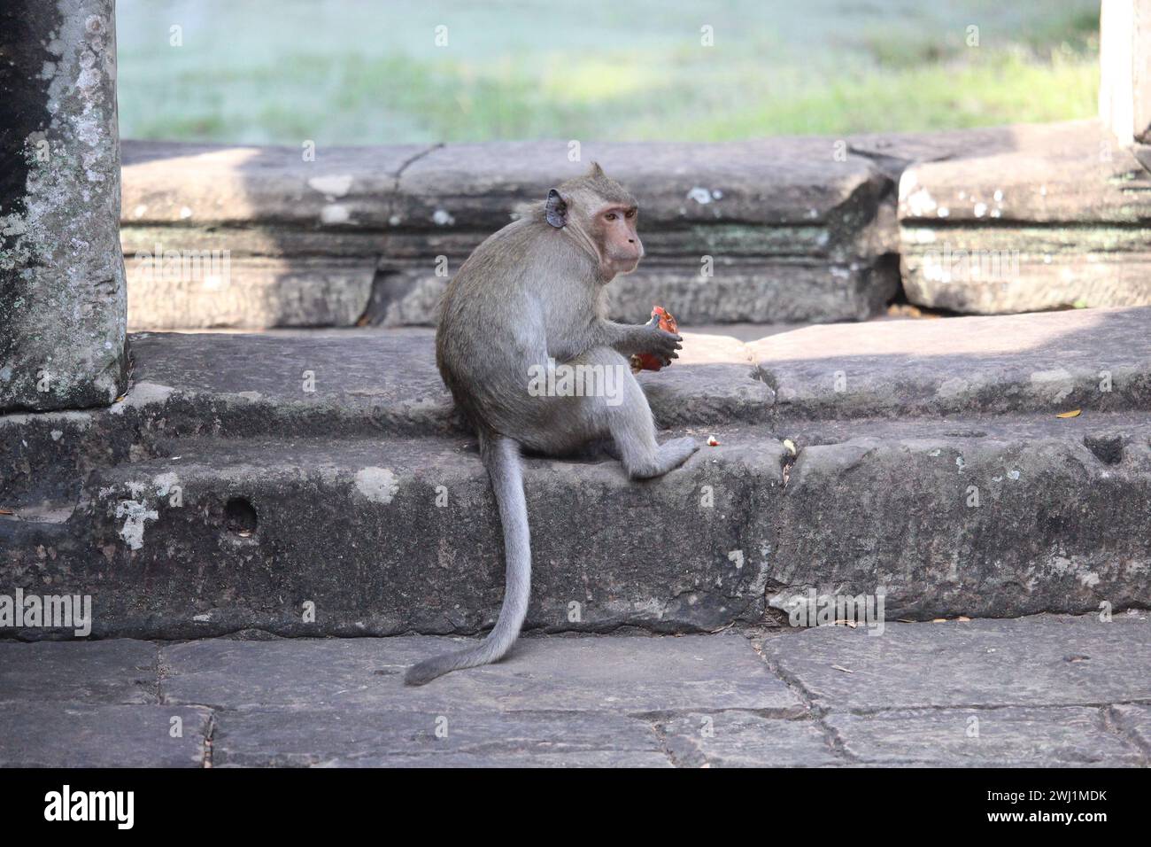 Macaco mangiando una mela al Tempio di Baphoun nel complesso di Angkor Thom vicino a Siem Reap Foto Stock