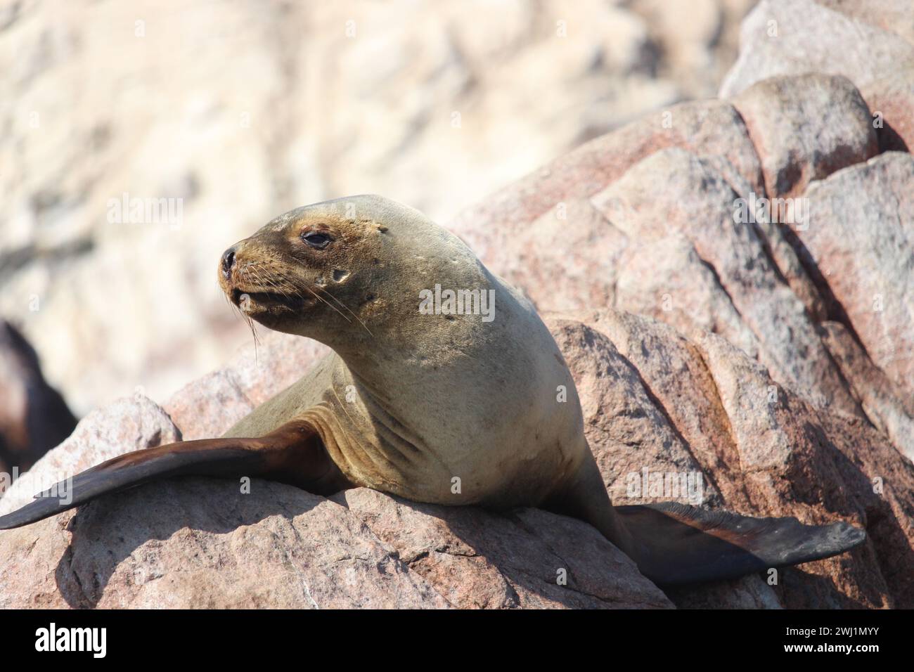 Leone marino alle Isole Ballestas in Perù Foto Stock