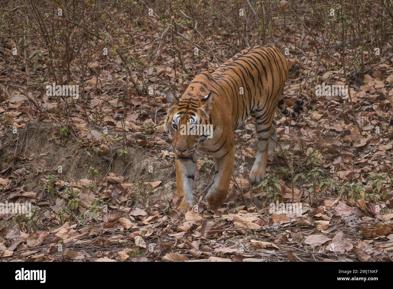 Tigre reale del Bengala, tigri di Panthera, femmina, Parco nazionale di Kanha, Madhya Pradesh, India Foto Stock