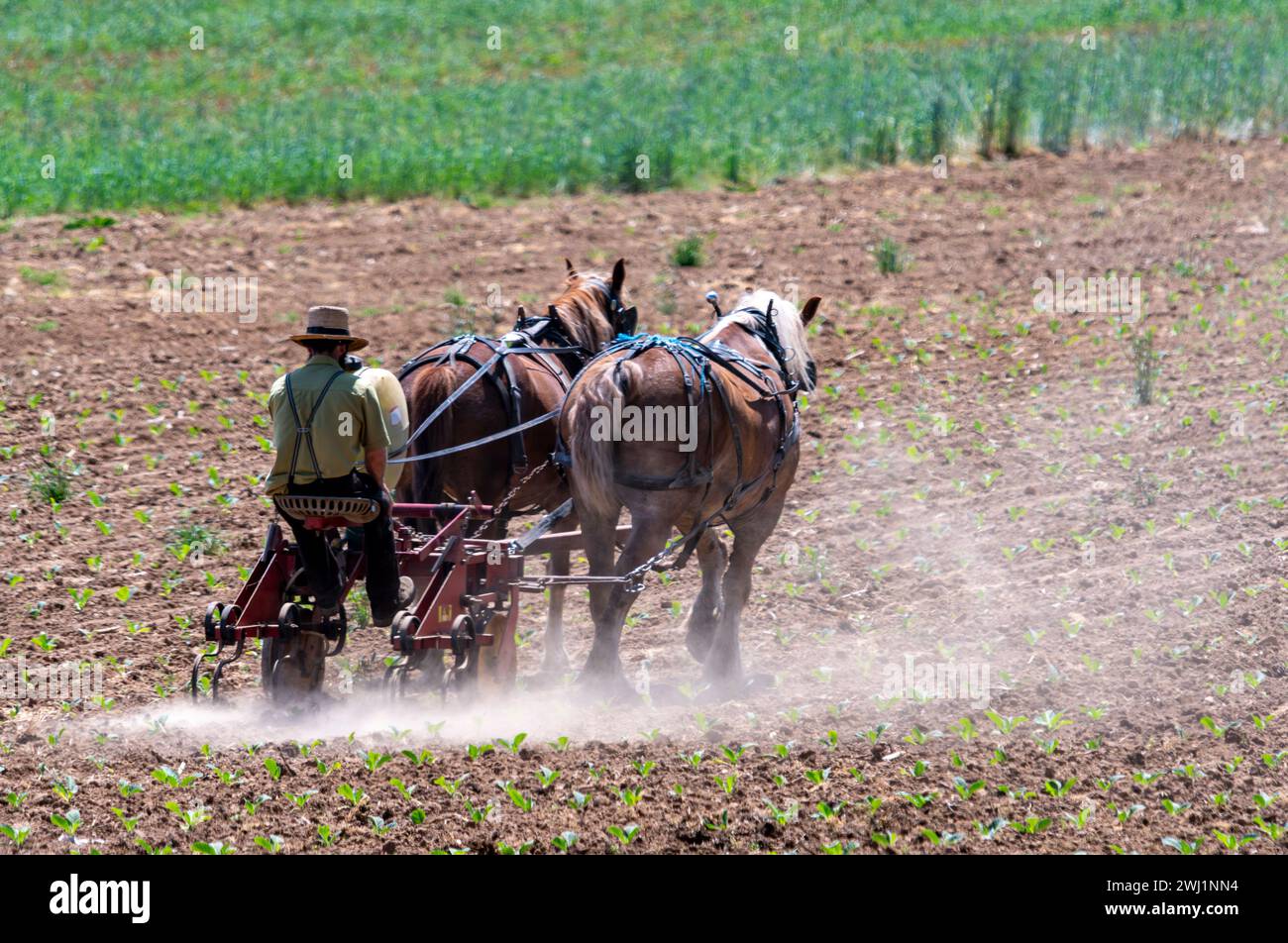 Vista di un contadino Amish che coltivava il suo campo con due cavalli che tiravano fuori Foto Stock