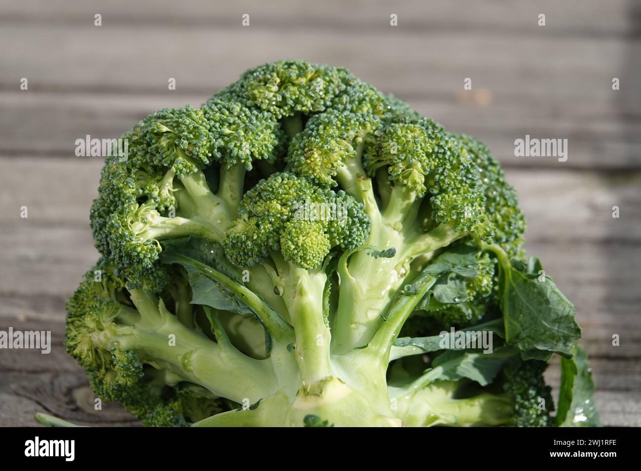 Brassica oleracea var. italica, broccoli Foto Stock