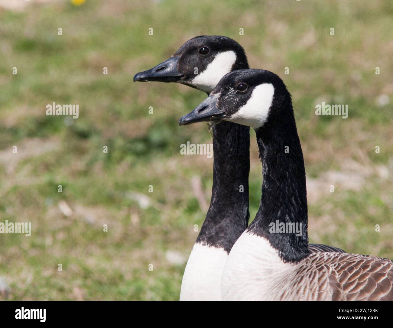 CANADA GOOSE Branta Canadensis coppia Foto Stock