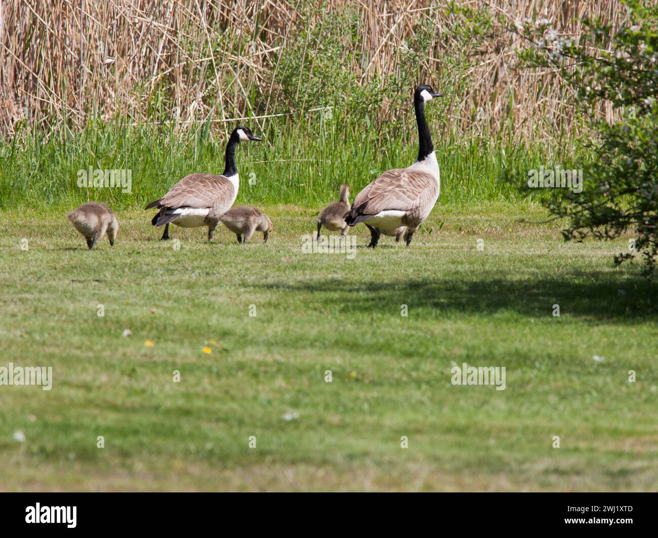 CANADA GOOSE Branta Canadensis coppia con pulcini Foto Stock