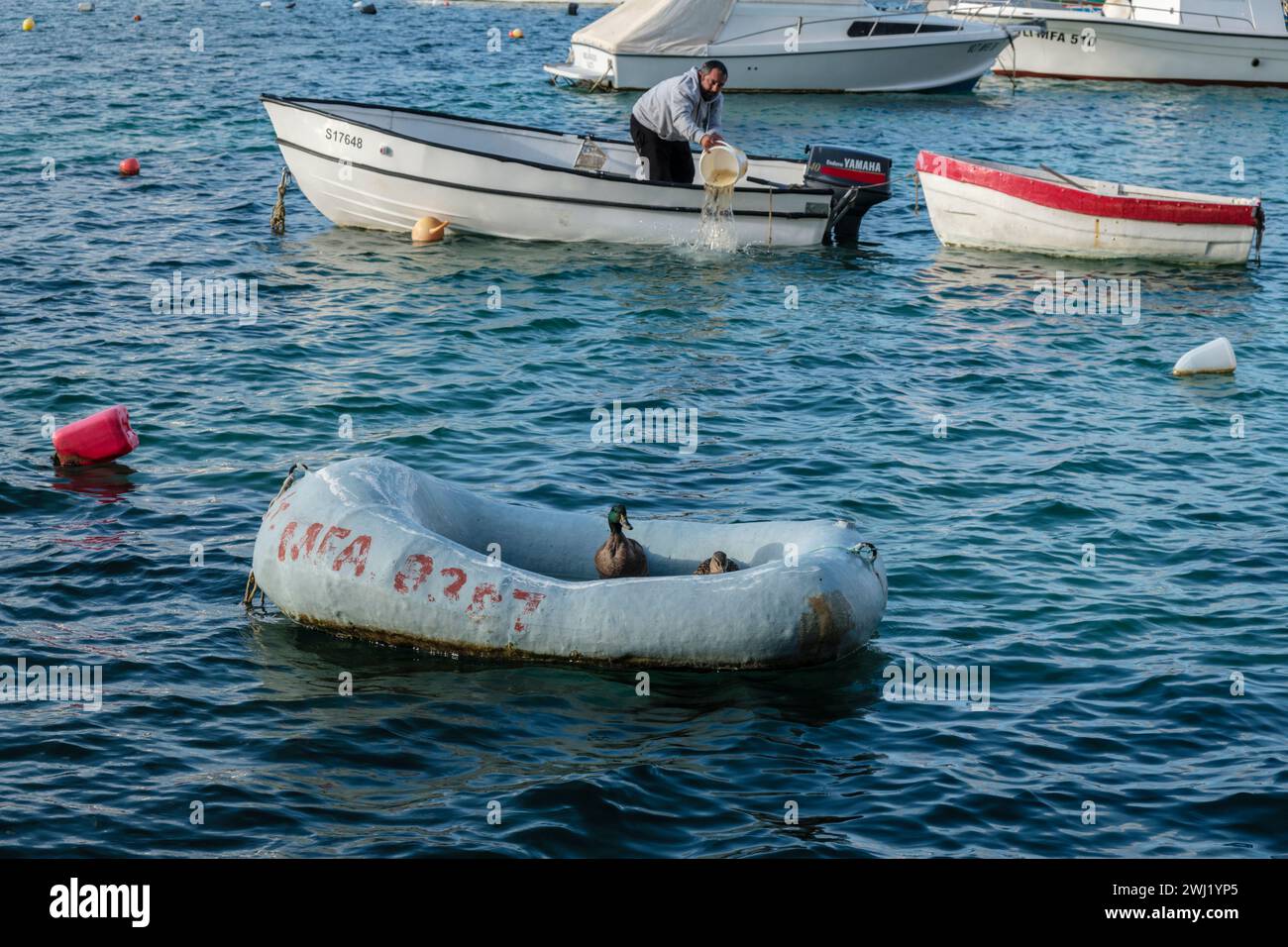 Anatre che riposano su una barca, St Paul's Bay, Malta Foto Stock