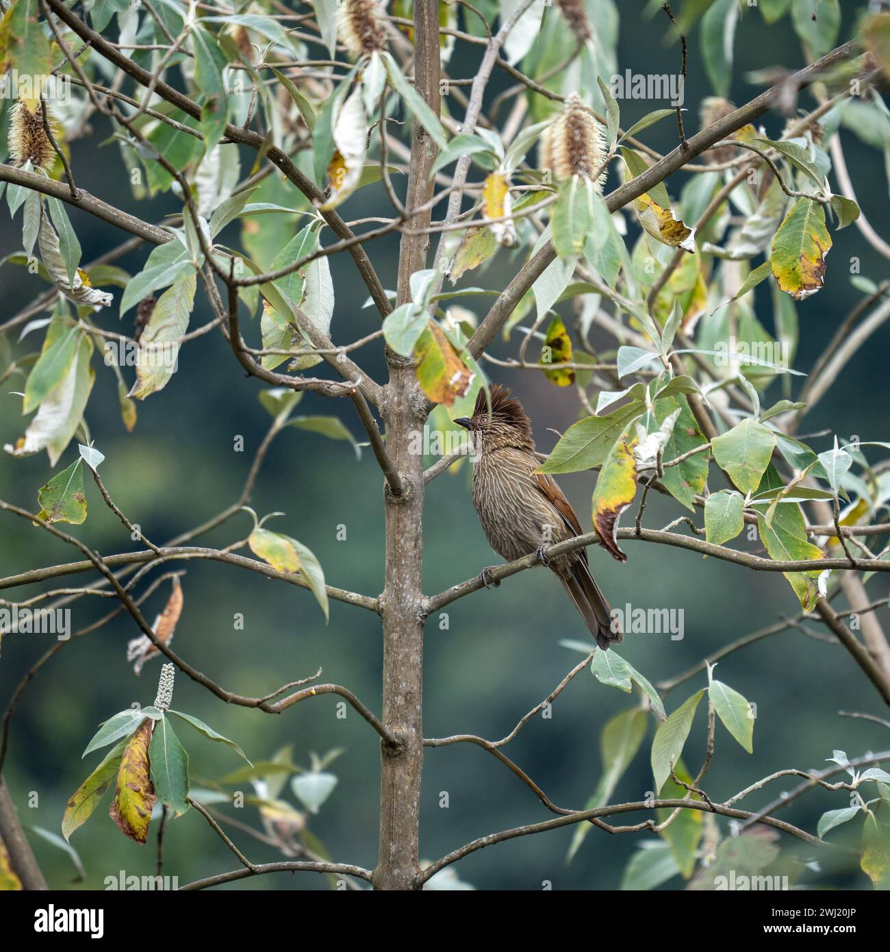 Un Thrush ridendo striato arroccato in un piccolo albero. Foto Stock