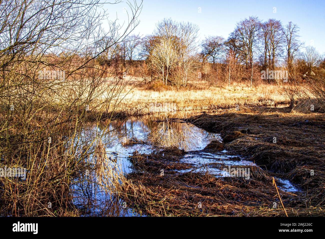 Splendido sole invernale al Trottick Wildlife and Nature Reserve di Dundee, Scozia Foto Stock