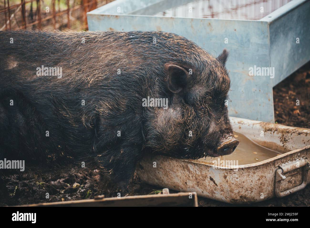 Panciuta maiale (Sus scrofa domesticus) Foto Stock