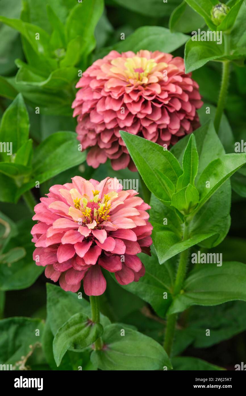 Zinnia elegans Queen Lime Red, serie Queen, fiori rossi con punte di lime su ogni bordo di petali Foto Stock