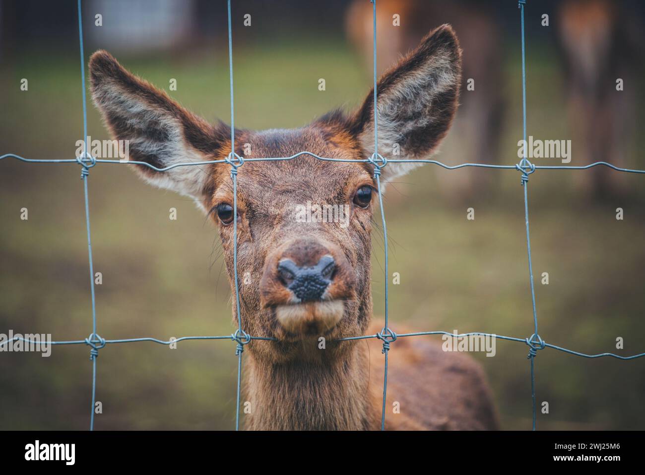 Femmina rosso cervo (Cervus elaphus) Foto Stock